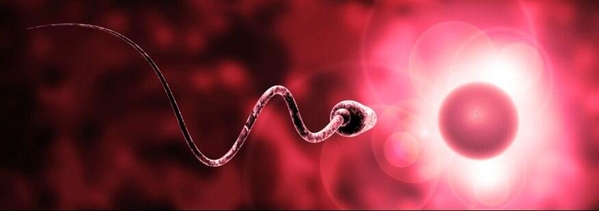 espermatozoide a punto de llegar al ovulo